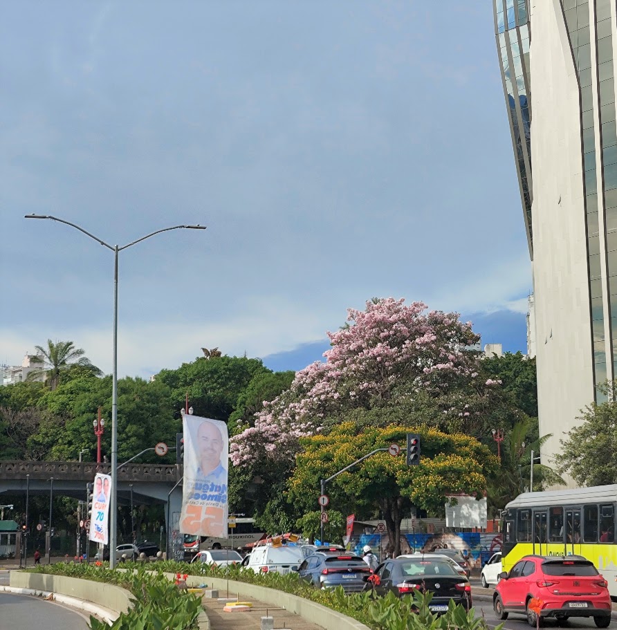 Ipê bálsamo florido.