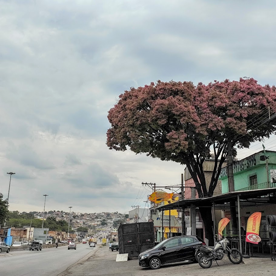 Sapucaia de folhas rosadas.