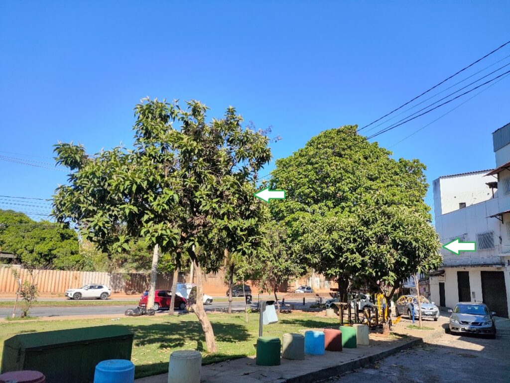 Calicarpas.