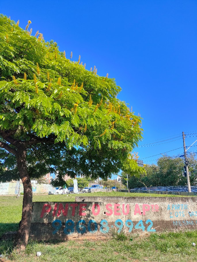 Sibipiruna florida.