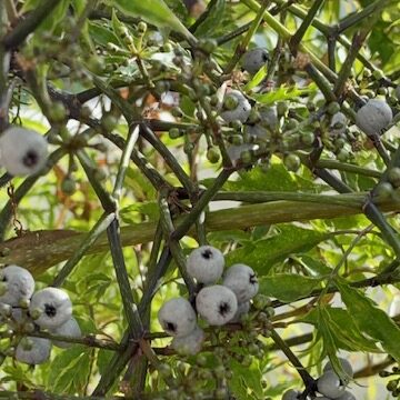 Frutos da árvore-da-felicidade.