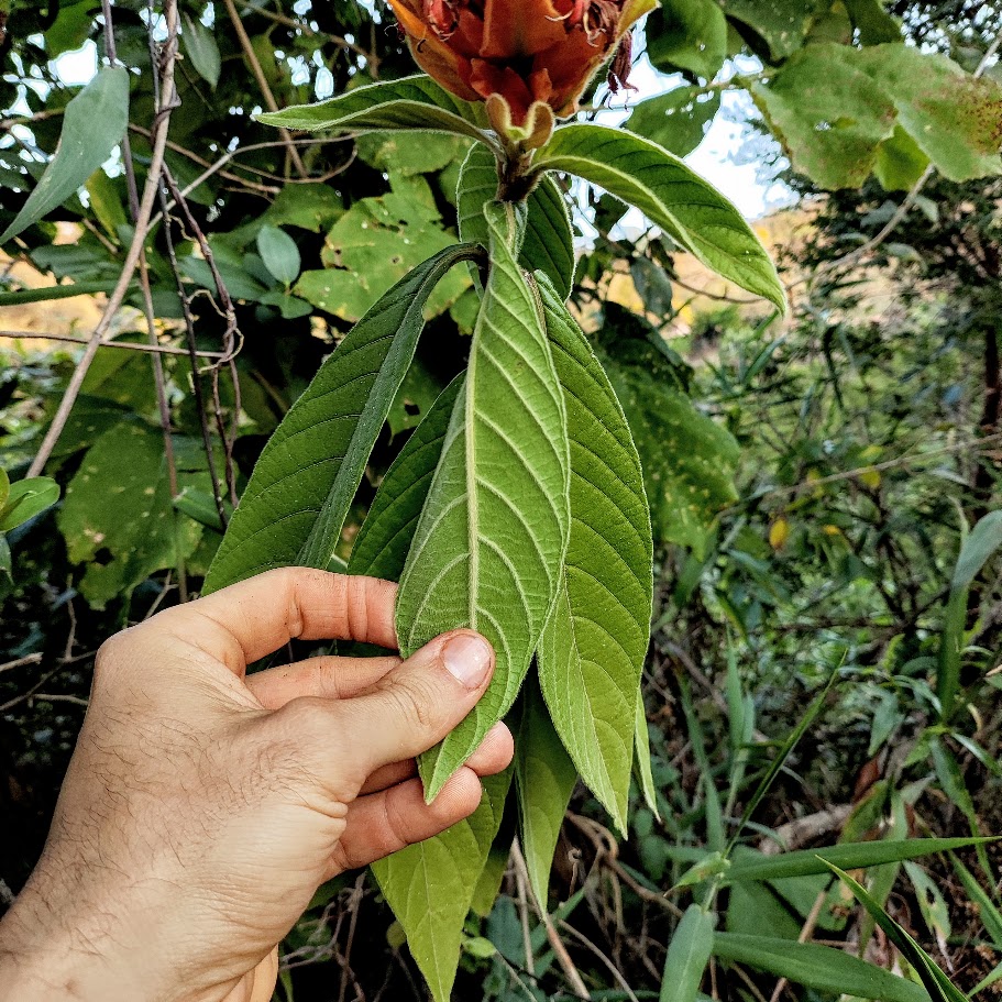 Folhas da Aphelandra sp.