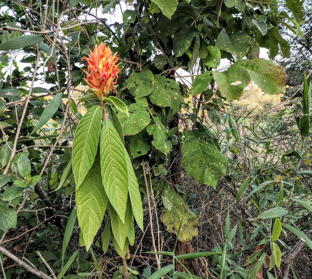 Aphelandra sp.