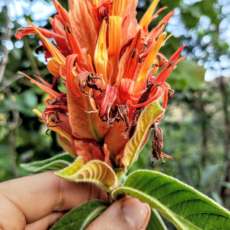 Folhas e flor da Aphelandra sp.