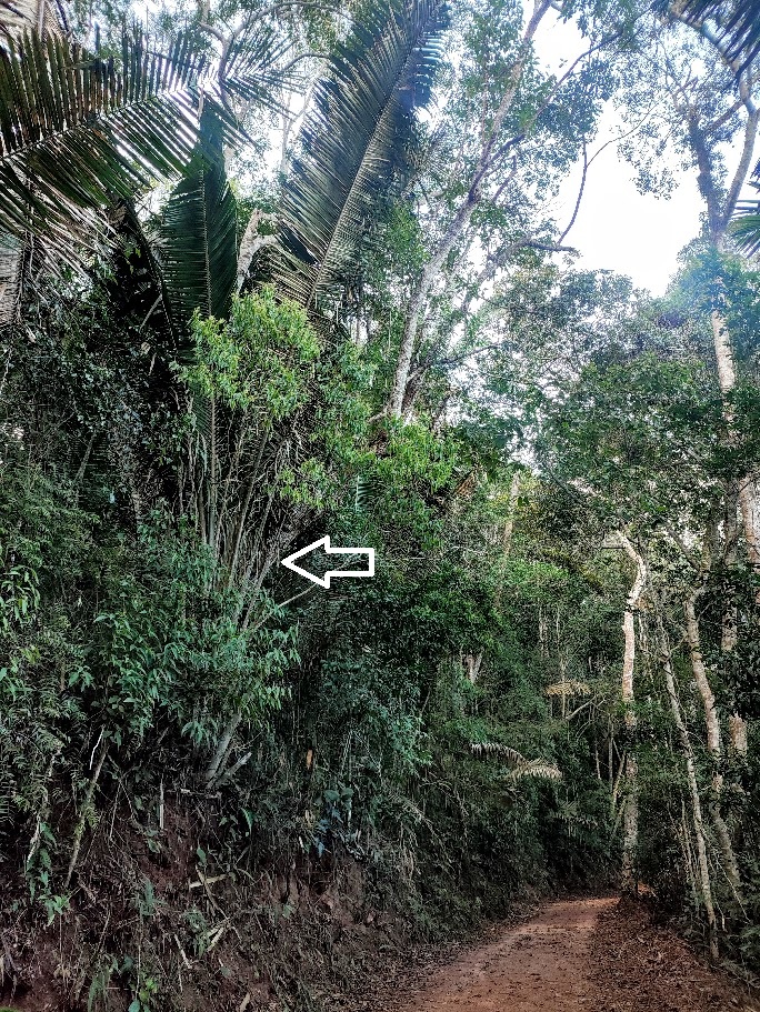 Babaçu em meio à vegetação florestal.