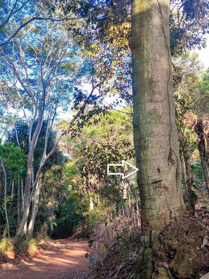 Estipe do babaçu.