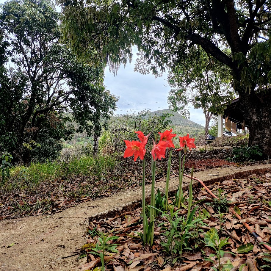 Maciço de acuçenas-laranja.
