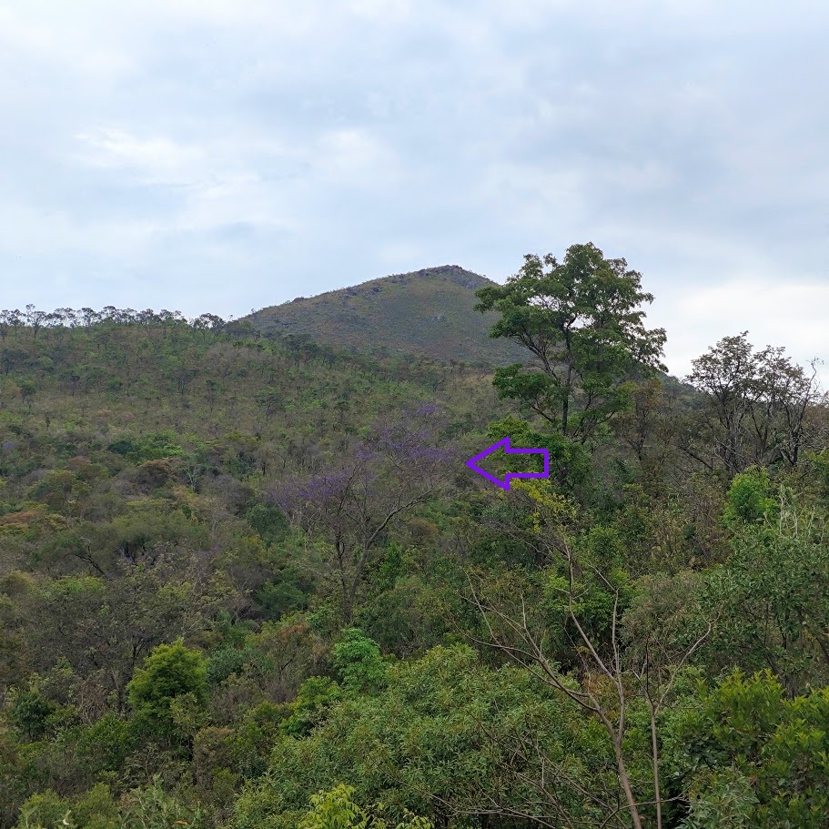Sucupira-do-cerrado.