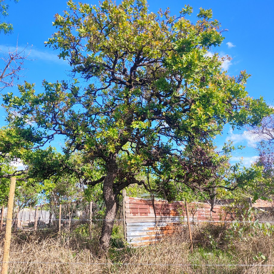 Cagaiteira.