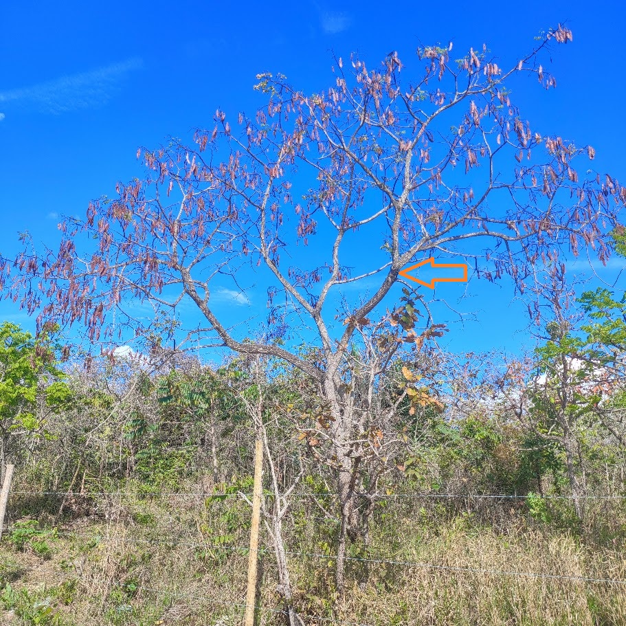 Vinhático-do-campo.