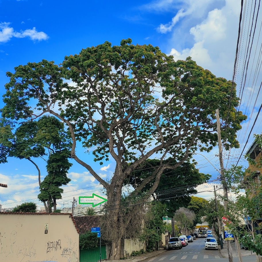 Bordão-de-velho.