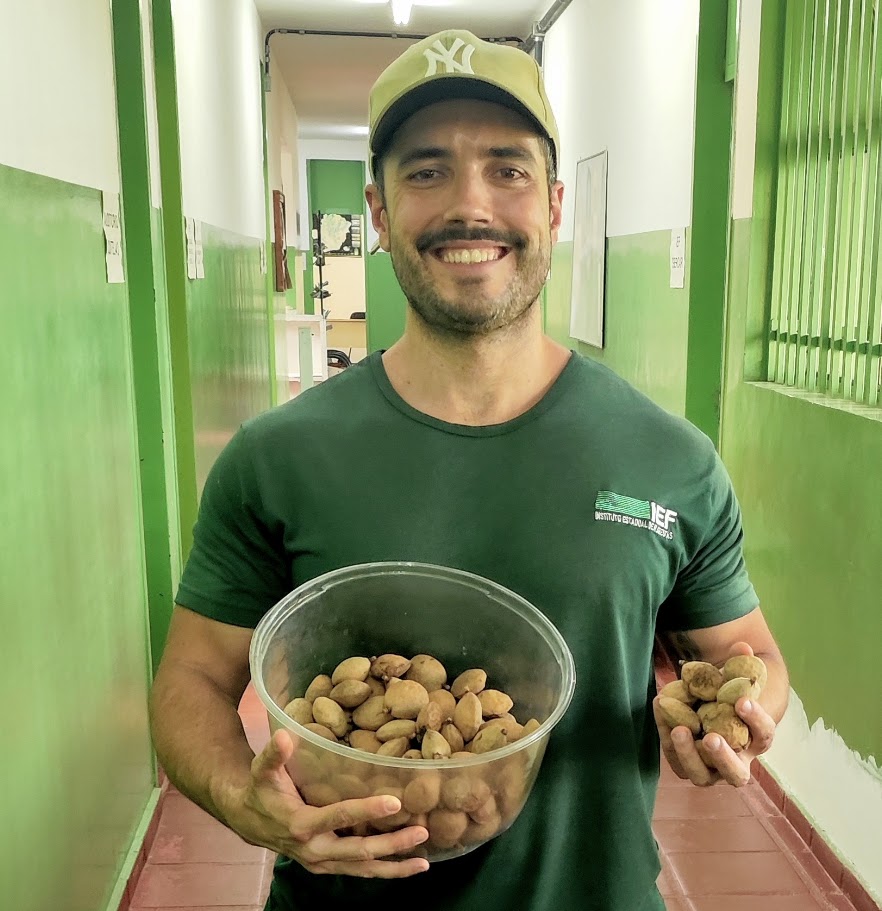 Muitos frutos do baru.