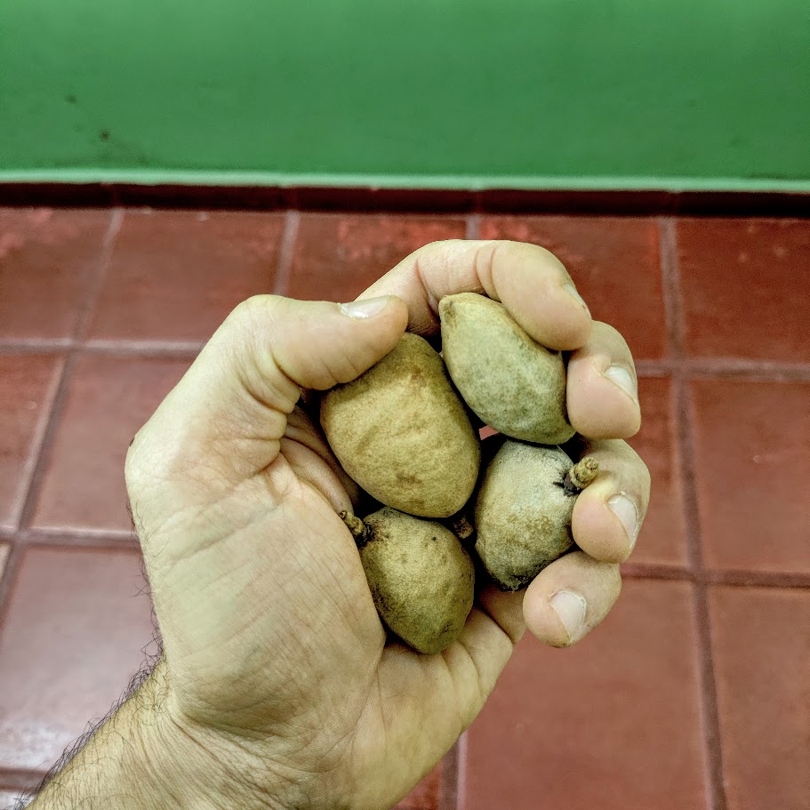 Frutos do baru.
