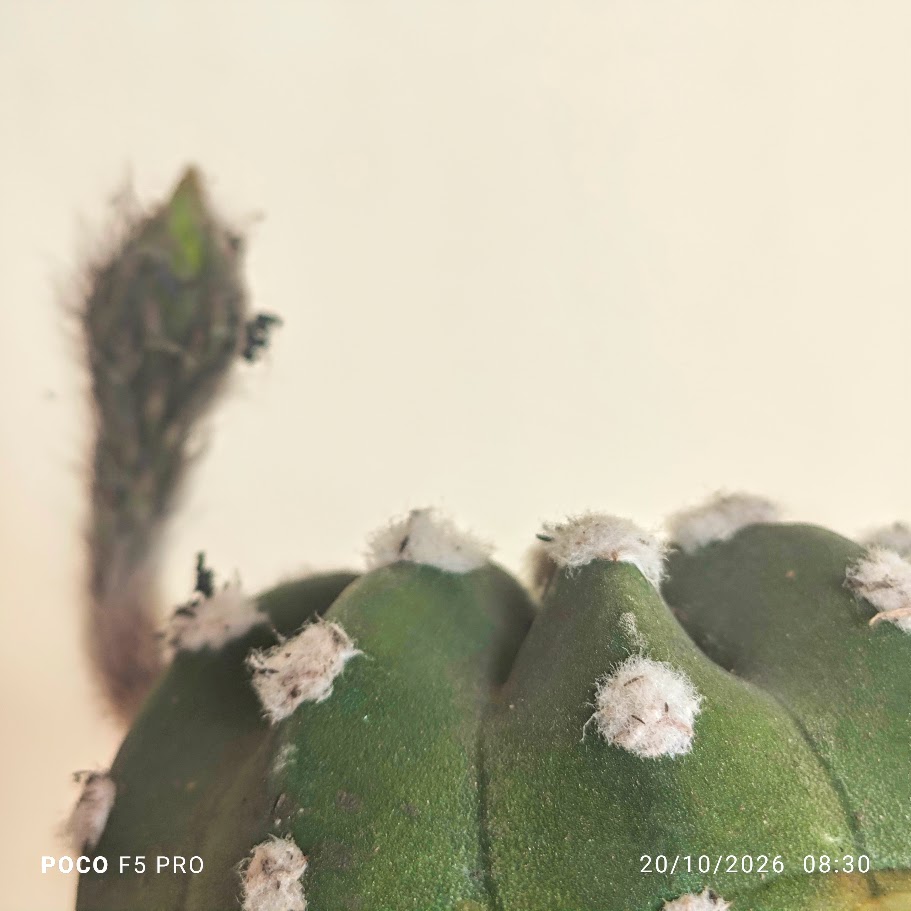 Tufos de pelo e pedúnculo do cacto-lírio-da-páscoa.