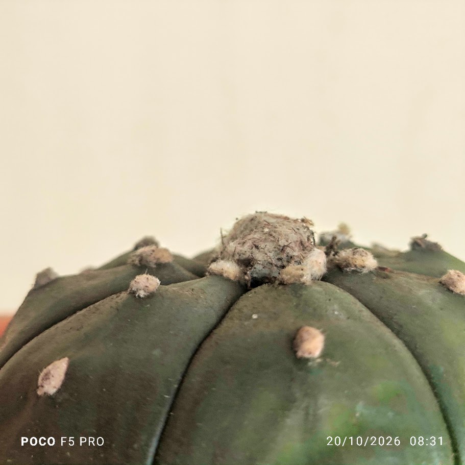 Tufos de pelo do cacto dólar-de-areia.